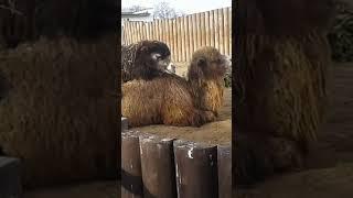 ШОК! СПАРИВАНИЕ ВЕРБЛЮДОВ В МИНСКОМ ЗООПАРКЕ! SHOCK! CAMEL MATING AT THE MINSK ZOO!