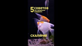 5 советов как правильно содержать скалярий #Shorts