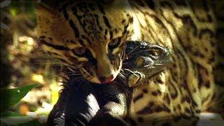 Ocelot kills an Iguana - Ocelote mata una iguana