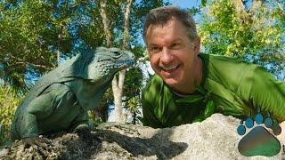 Blue vs Green: The Battle of Iguanas on Cayman Island