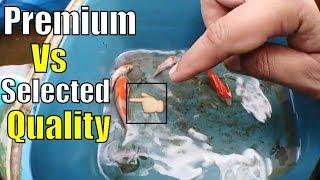 premium koi fish vs selected quality koi selection guide