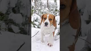 Do Beagles Smell bad?