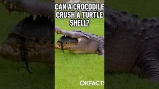 Can a Crocodile Crush a Turtle Shell?  | #shorts