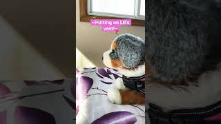 First short!! | putting on LB’s vest! #loveyourself #essa #dogs #vest