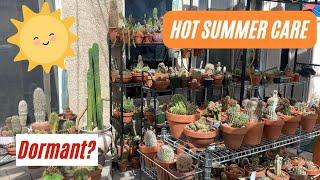 How to Care for #Cactus during SUMMER | #growcactus #summerdormancy