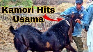 Aggressive Kamori Male Breeder Attack Usama