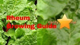 Rheum Growing Guide (Rhubarb) by GardenersHQ