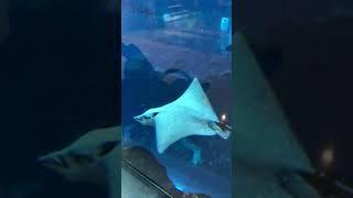 Dubai Mall underwater zoo