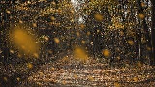 Detailed Sounds of Rustling Leaves Falling and Wind Blowing through the Forest Trees in Late Autumn