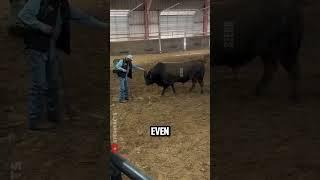 This Bull’s Reaction to Recognizing Its Caretaker Will Melt Your Heart