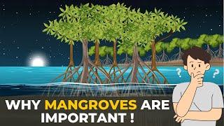 Why Mangroves are Important | Mangroves | The Planet Voice