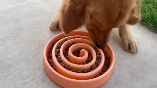 Outward Hound Fun Feeder Slo Bowl, Slow Feeder Dog Bowl Review