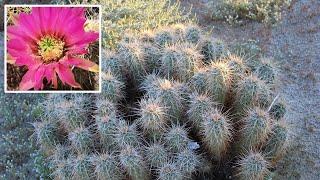 Strawberry Hedgehog Cactus (Echinocereus engelmannii), Anza-Borrego, Sonoran Desert - Calico Cactus