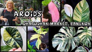 Aroids at Chatuchak Plant Market, Bangkok (2 of 4)