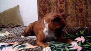 Crazy Boxer Dog FUNNY!