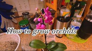 How to grow orchids/life in 