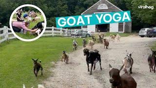 Goat Yoga || ViralHog