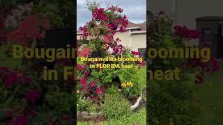 LANI’S BOUGAINVILLEA GARDEN in FLORIDA