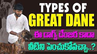 Types of Great Dane Dogs || Full Information In telugu || part 2