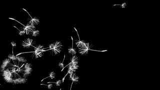 Video Background Footage Dandelions 2 - Футаж Одуванчики 2