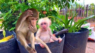 BiBi and his brother happily played in the garden while Sơn built a vegetable garden.