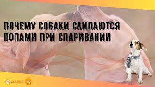 Почему собаки слипаются попами при спаривании