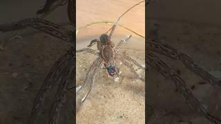 Паук рыболов. ловко ловит жертву #scary #spider #insects #short #shark