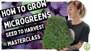 Microgreens Guide for Beginners ( FULL WALK-THROUGH WITH TIPS & TRICKS)