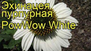 Эхинацея пурпурная ПауВау Вайт. Краткий обзор, описание echinacea purpurea PowWow White