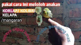 cara meloloh anakan burung kolibri kelapa/ manggar agar cepat besar