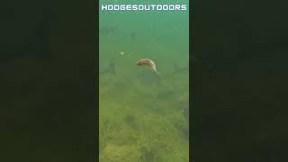LARGEMOUTH LOVE MINNOWS!