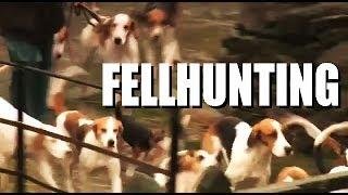 Fellhunting with the Coniston Foxhounds