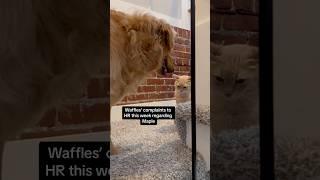 Waffles has some grievances - viral cat and dog from TikTok! #shorts #pets