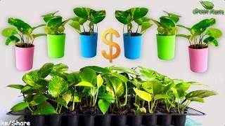 How to Propagate Money plants from Single Leaf-Best Method//GREEN PLANTS