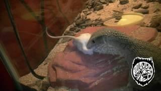 This is awesome ( monitor lizard )