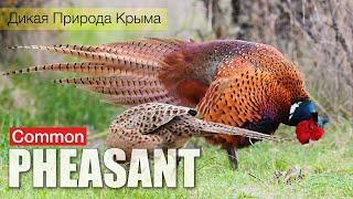 Фазан ухаживает за самочкой. Птицы Крыма. Common pheasant