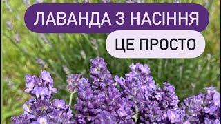 Лаванда з насіння в домашніх умовах. Спосіб який СПРАЦЮЄ у ВСІХ.