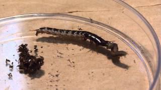 Ground beetle larva attacks a caterpillar