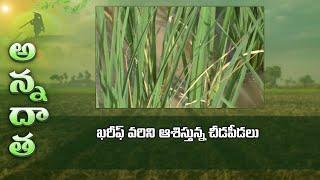 Pest & disease management in Kharif paddy | ఖరీఫ్ వరిని ఆశిస్తున్న చీడపీడలు | ETV