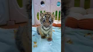 WOW!!! adorable baby #tigercub  #tiger #kitten #foryou #fpy #cute #kitty #zoo #adorable