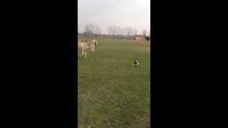 KILLER ALBINO DONKEY VS. FRENCH BULLDOGS + LAMA