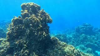 Snorkeling in Cozumel