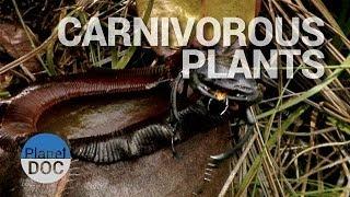 Carnivorous Plants | Nature - Planet Doc Full Documentaries