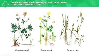 9 класс. Биология. Определение понятия «вид». Структура вида. Критерии вида. 12.05.2020.