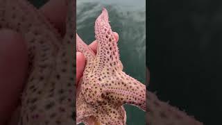 starfish | credit : nudibranch nerd