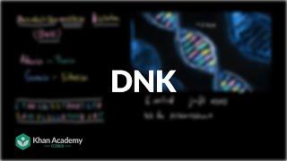 DNK | Uglerodning xususiyatlari | Biologiya | Khan Academy Oʻzbek