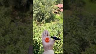 Feeding Hummingbirds by Hand — Magical Moment