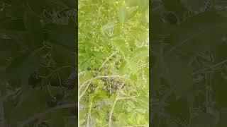 jamun ka season a Gaya hai jamun khana hai