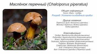 Маслёнок перечный (Chalciporus piperatus)