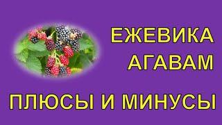 Ежевика/В Защиту Забытого Сорта Ежевики Агавам